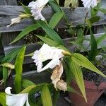 Sobralia macrantha cv. 'Alba' ᱛᱟᱦᱮᱸ