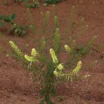 Lepidium bonariense 整株植物