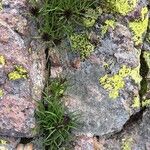 Phyteuma hedraianthifolium Other