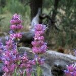 Salvia pachyphylla Habitus