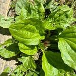 Plantago rugelii Folha