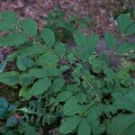 Lonicera nigra Leaf