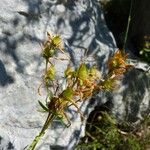 Hypericum hyssopifolium Kvet