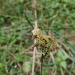 Eleusine coracana Fruit