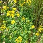 Hypericum perforatum Habit