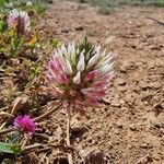 Trifolium vesiculosum Flower