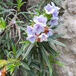Lithodora zahnii Flor