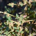 Atriplex suberecta Leaf