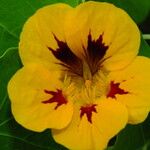 Tropaeolum majus Floare