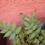 Rubus fraxinifolius Hoja