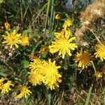 Hieracium umbellatumFlors