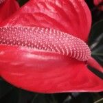 Anthurium scherzerianum Flower