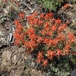 Castilleja subinclusa Lorea