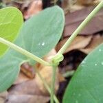 Aristolochia labiata Inny