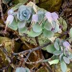 Kalanchoe marnieriana Folha