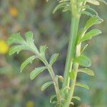 Valeriana calcitrapae Bark