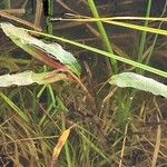 Persicaria amphibia Liść