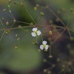 Alisma plantago-aquaticaЦвят