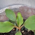 Chlorophytum orchidastrum Leaf