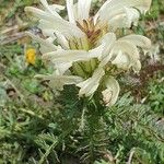 Pedicularis comosa Flor