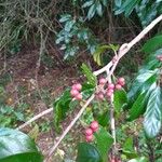 Frangula caroliniana Fruit