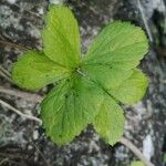 Ligusticum scothicum Leaf