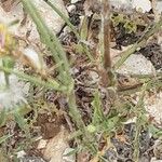 Crepis foetida Ekosanga