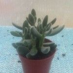 Sedum allantoides Folha