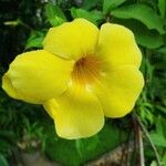 Allamanda catharticaFlower