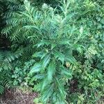 Cirsium altissimum ശീലം