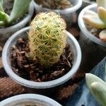 Mammillaria elongataبرگ