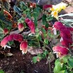 Justicia brandegeeana Flor