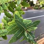 Angophora hispida Blad