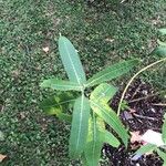 Asclepias speciosa Leaf