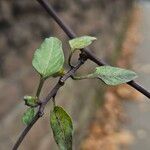 Solanum dulcamara Foglia