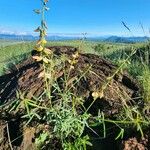 Crotalaria brevidens Habit