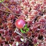 Vaccinium oxycoccos Fruit