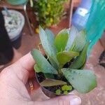 Senecio decaryi Hoja