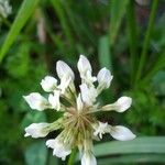 Trifolium nigrescens Kukka