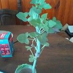 Senecio articulatus Leaf