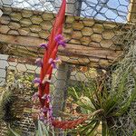 Tillandsia festucoides 花