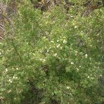 Symphoricarpos rotundifolius Hábitos