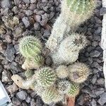 Echinopsis schickendantzii Hoja