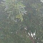 Fraxinus angustifolia عادت داشتن