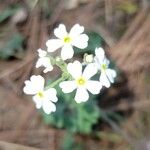 Androsace geraniifolia Kukka