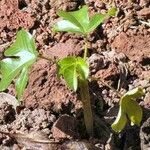 Jatropha gossypiifolia Yaprak