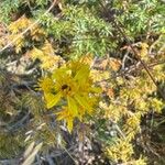 Solidago virgaureaFlower