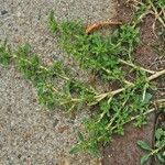 Amaranthus albus Blad