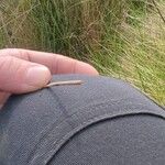 Juncus subulatus Likasa