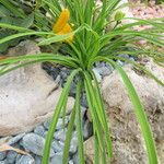 Hemerocallis lilioasphodelus Habitus